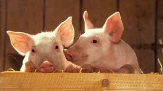 Pig Computer Wallpaper Desktop Background Id