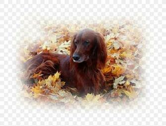 Irish Setter Boykin Spaniel Field Desktop Wallpaper Sussex