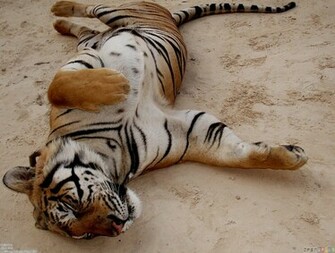 Cute Tiger Wallpaper Open Walls