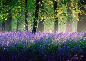 Trees Flowers Spring May Fores Wallpaper