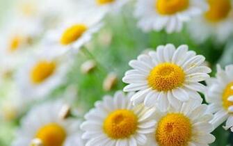 Chamomile Flower Wallpaper