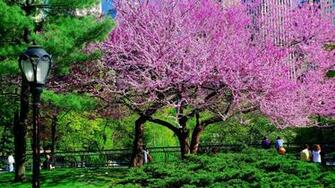 HD Wallpaper Spring