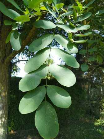 Black Locust X Wallpaper