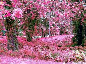 Pink Roses Garden Wallpaper HD Rose Day All Image