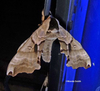 Family Sphingidae Wallpaper
