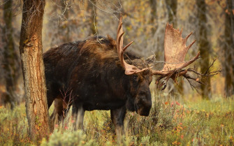 Moose Animals Wallpaper HD