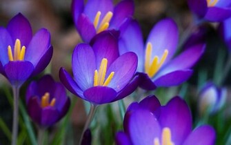Flowers Wallpaper Purple Crocus Desktop