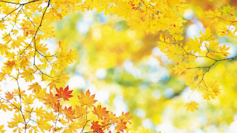 Fall Wallpaper HD