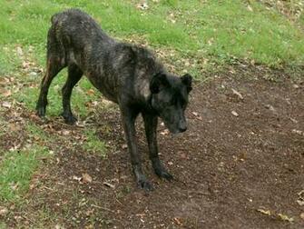 Searching Dogo Sardesco Dog Photo And Wallpaper Beautiful