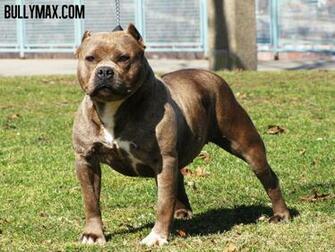 Pics Photos American Pitbull Wallpaper Funny