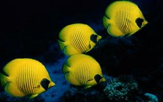 Beautiful Fishes Wallpaper Pictures Sea Water Animals