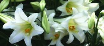 Easter Lily Wallpaper Organisations Beavers Cubs