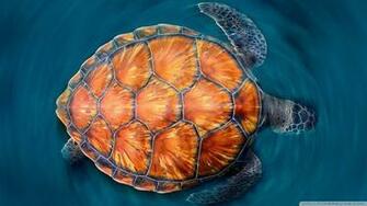 Sea Turtle 4k HD Desktop Wallpaper For Ultra Tv Tablet