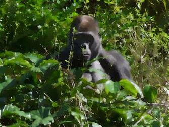Gorilla Photos Desktop Background Wallpaper