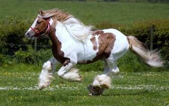 Brown And White Horse Running Wild Widescreen Wallpaper