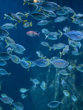 Fish Wallpaper HD Hq