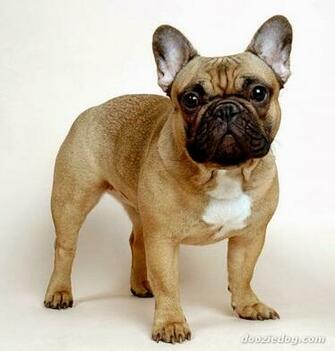 French Bulldog HD Wallpaper