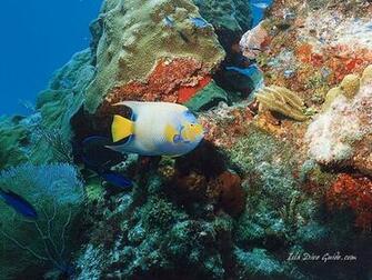 Scuba Diving Screen Savers