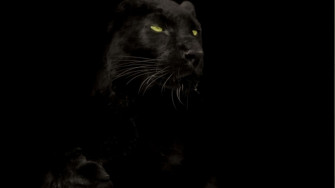 Dark Animals Wallpaper