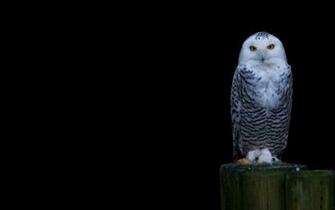 Snowy Owl
