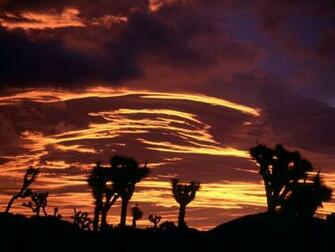 Sunset Joshua Tree Wallpaper In Desktop Background Category