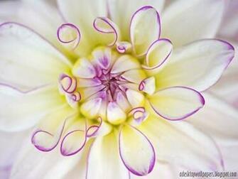 Dahlia Flower Desktop Wallpaper Pc
