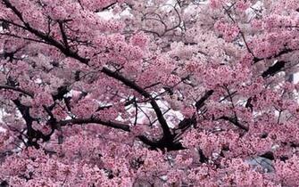 What Are Some Flowers That Pink Yahoo Answers