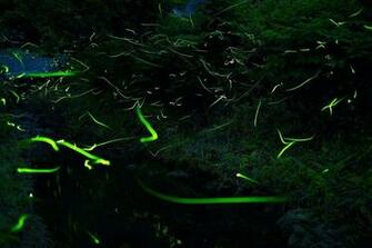 Fireflies Wallpaper