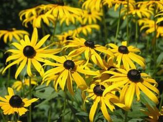 Field Of Yellow Daisies Wallpaper A Bunch At