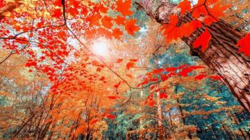 Fall Aesthetic Desktop Background Live Wallpaper HD