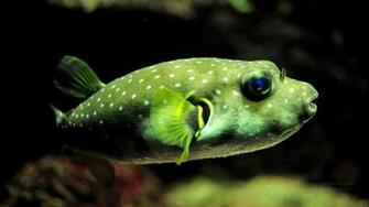 Aquarium Wallpaper Fotografie Di Gratis X