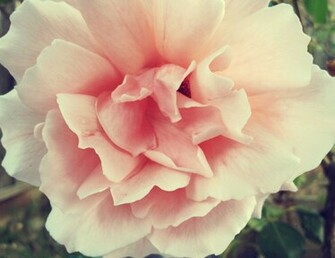 Vintageflower6