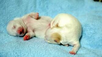 Pomeranian Puppies Pictures Photos Pics HD Wallpaper Car