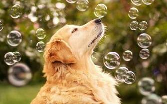 Golden Retriever Computer Wallpaper Desktop Background
