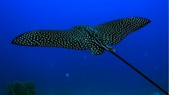 Cool Fish Background Under Sea Pictures