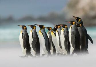 Wallpaper Penguins King Penguin Animals
