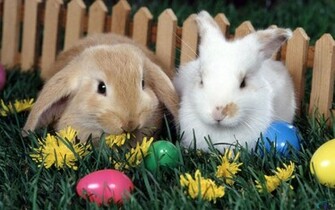 Wallpaper Sweet Easter Bunny X Widescreen Desktop