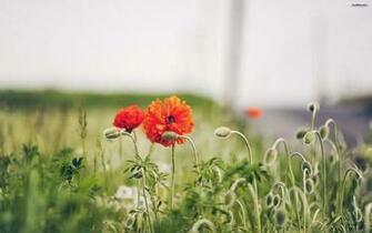 Red Poppy Flowers Wallpaper