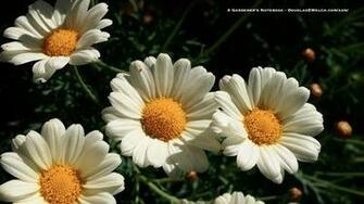Desktop Wallpaper For March Daisies A Gardener S