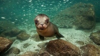 Current Location Home Animals Others Sea Lion Wallpaper