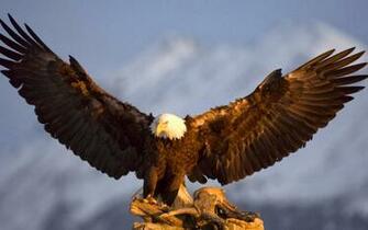 Picture Of Bird Prey Eagle HD Wallpaper