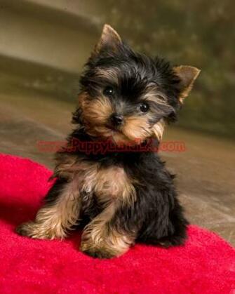 Puppylandla Yorkies Maltese Breeders Teacup Yorkie