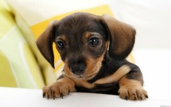Puppy Wallpaper Full HD Dogs Widescreen