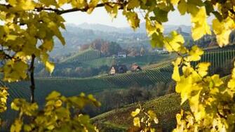 Vineyard On The Mountain Wallpaper