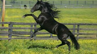 Friesian Horse HD Wallpaper Desktop Image