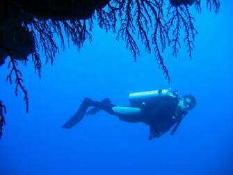 Marine Biologist Pictures Picture