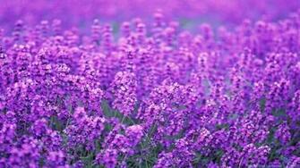 Lovely Lavender Flower Wallpaper HD Image Live