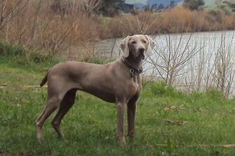 Weimaraner
