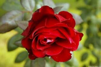 Red Flower Wallpaper High Definition