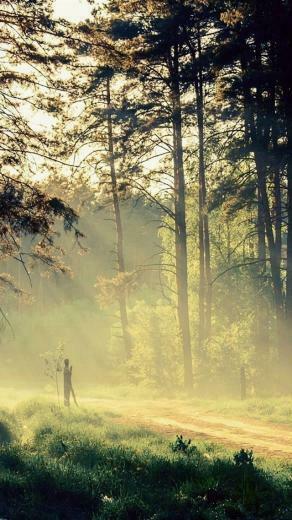 Beautiful Nature Morning Trees Sun Rays Road iPhone